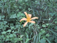 kisuge09.jpg