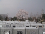 bochi01.jpg