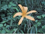 kisuge01.jpg