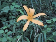 kisuge01.jpg