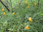 kisuge02.jpg