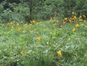 101-0200_IMG.JPG