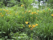 kisuge06.jpg