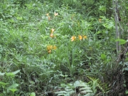 kisuge07.jpg