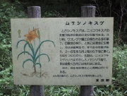 kisuge08.jpg