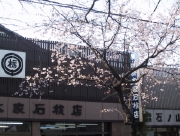 sakura01.jpg