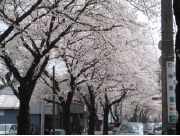 sakura02.jpg