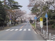 sakura03.jpg