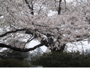 sakura04.jpg