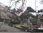 sakura05.jpg