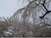 sakura06.jpg