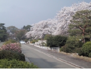 sakura07.jpg
