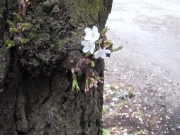 sakura08.jpg