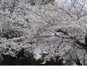 sakura09.jpg
