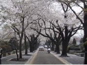 sakura10.jpg