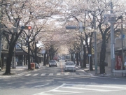 sakura11.jpg