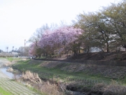 sakura12.jpg